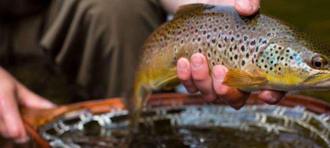 10 Top Tips for targeting and catching river brown trout – by Steffan Jones