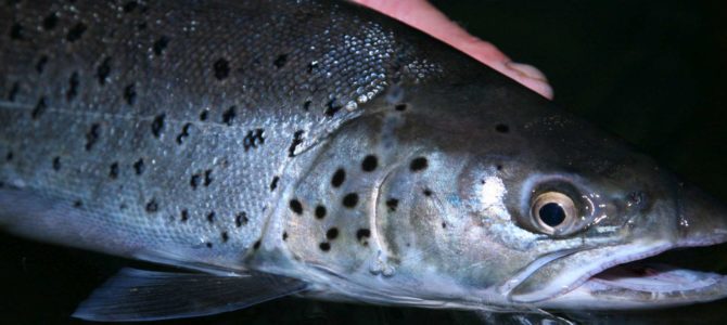 Sea trout night-time fly fishing – Daioni fly pattern