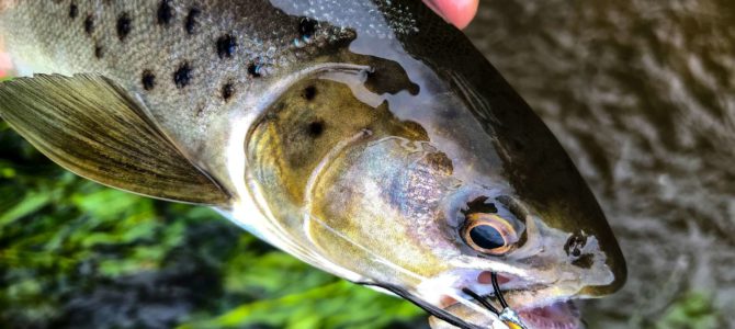5 Top Tips for catching sea trout (sewin) – by Steffan Jones